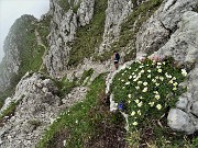 58 Ci accompgana il Camedrio alpino (Dryas octopetala)   